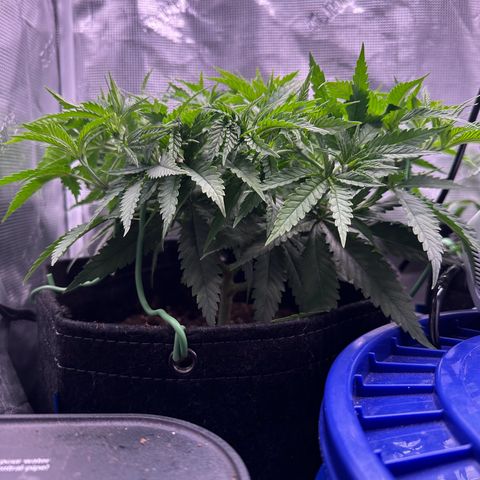 GG#4 growlog timeline photo