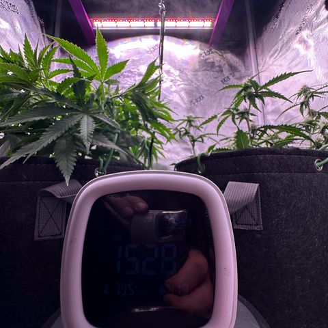Growlog-Zeitleistenfoto von Blue