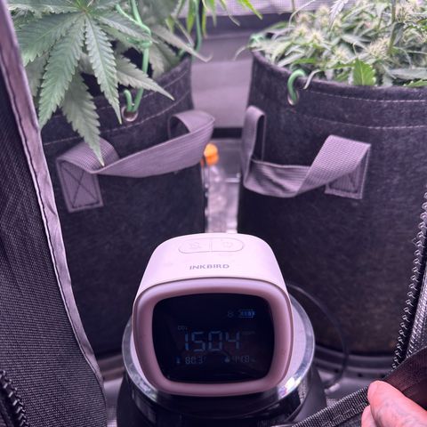 Growlog-Zeitleistenfoto von Blue