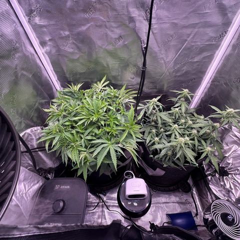 Growlog-Zeitleistenfoto von Blue