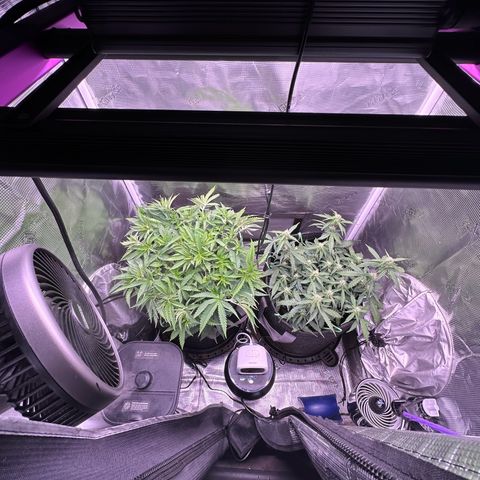Growlog-Zeitleistenfoto von Blue