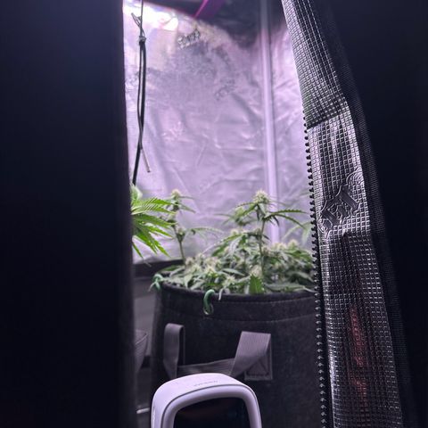 Growlog-Zeitleistenfoto von Blue