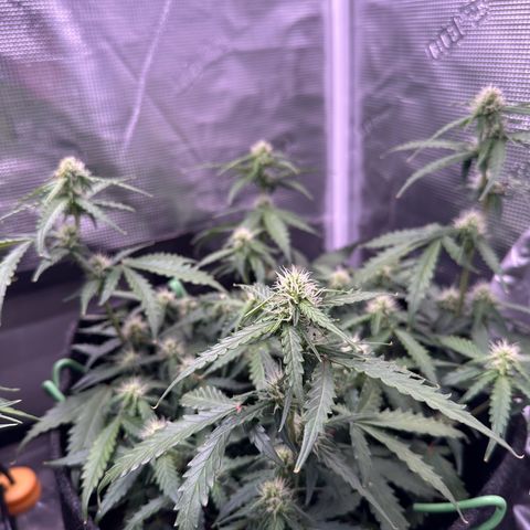 Growlog-Zeitleistenfoto von Blue