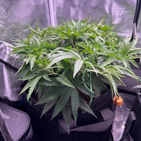 GG#4 growlog timeline photo