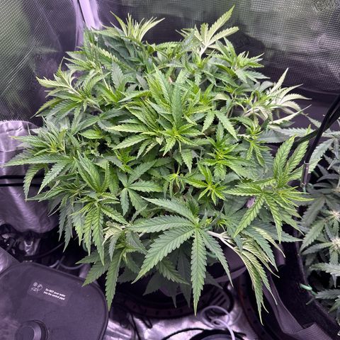 GG#4 growlog timeline photo