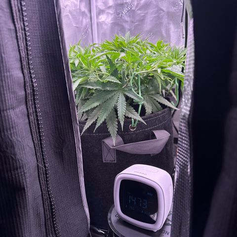 GG#4 growlog timeline photo