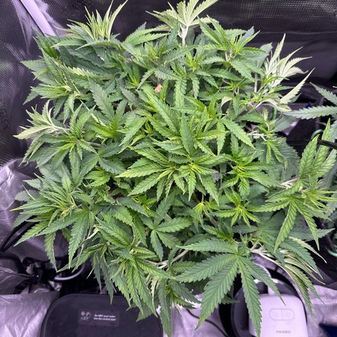 GG#4 growlog timeline photo
