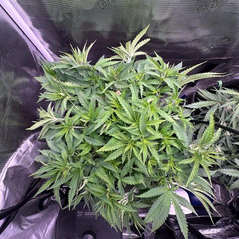 GG#4 growlog timeline photo