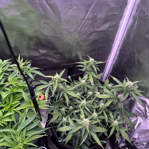 Growlog-Zeitleistenfoto von Blue