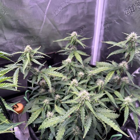 Growlog-Zeitleistenfoto von Blue