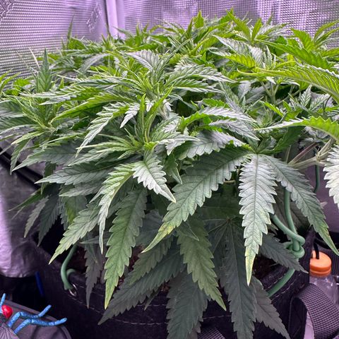 GG#4 growlog timeline photo