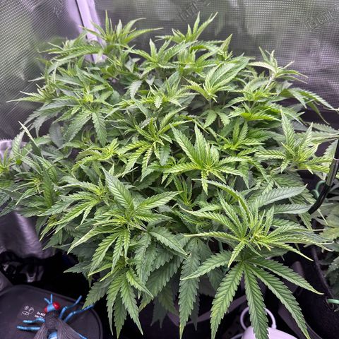 GG#4 growlog timeline photo