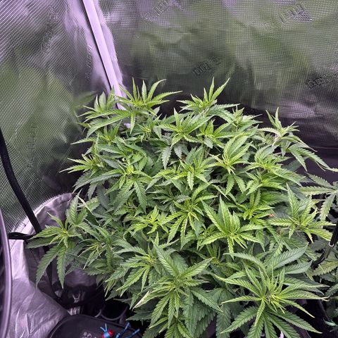 GG#4 growlog timeline photo
