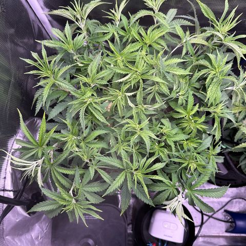 GG#4 growlog photo: Light defoliation 