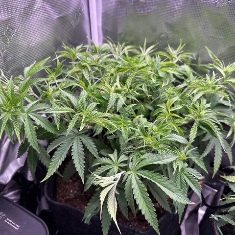 GG#4 growlog photo: Light defoliation 
