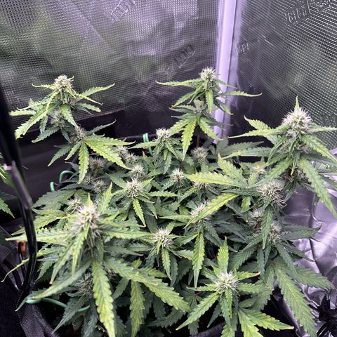 Growlog-Zeitleistenfoto von Blue