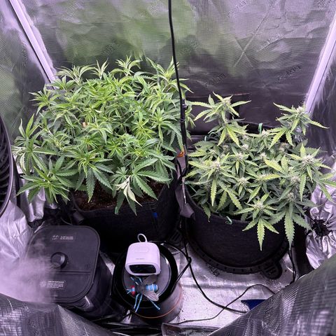 Growlog-Zeitleistenfoto von Blue