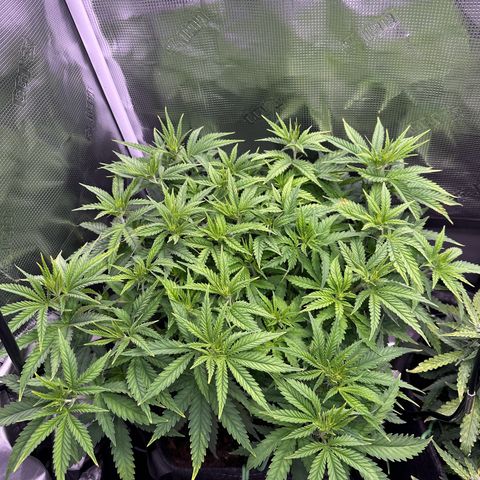 GG#4 growlog timeline photo