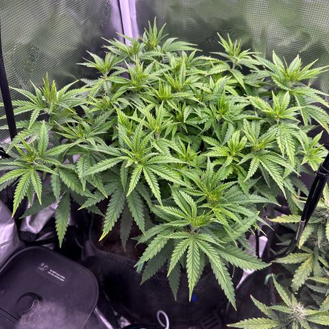 GG#4 growlog timeline photo