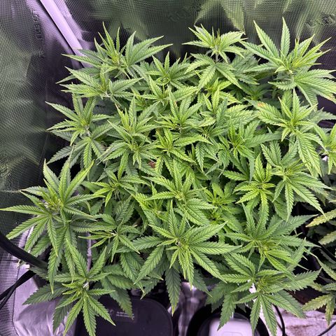 GG#4 growlog timeline photo