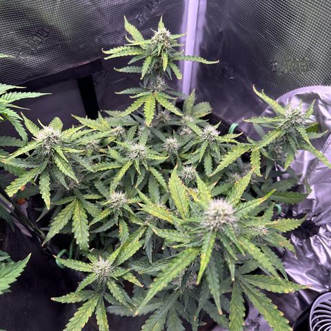 Growlog-Zeitleistenfoto von Blue
