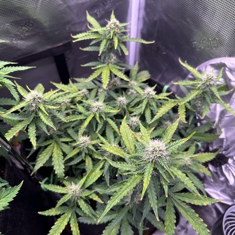 Growlog-Zeitleistenfoto von Blue