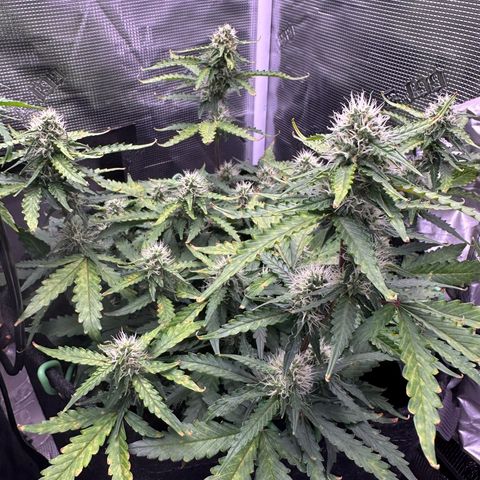 Growlog-Zeitleistenfoto von Blue