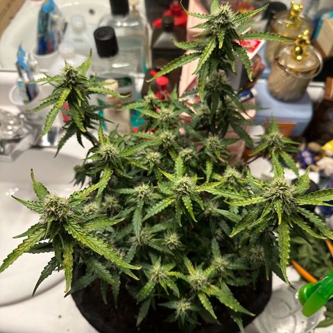 Growlog-Zeitleistenfoto von Blue