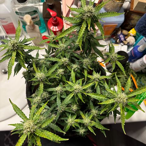 Growlog-Zeitleistenfoto von Blue