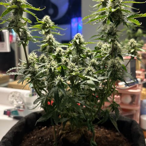 Growlog-Foto von Blue: Probably the last defoliation 