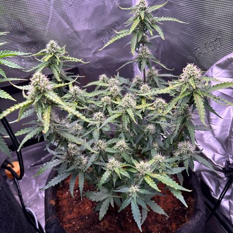 Growlog-Zeitleistenfoto von Blue