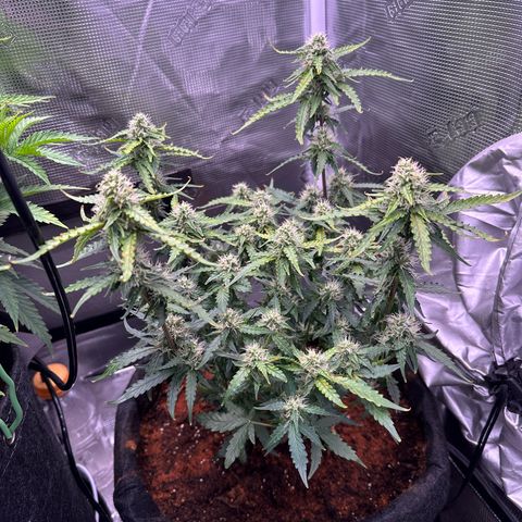 Growlog-Zeitleistenfoto von Blue