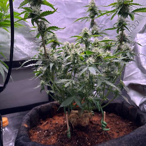 Growlog-Zeitleistenfoto von Blue