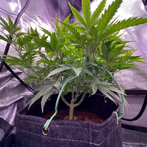 GG#4 growlog timeline photo