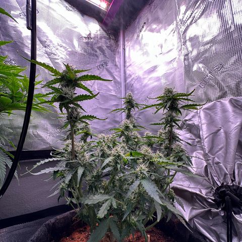 Growlog-Zeitleistenfoto von Blue