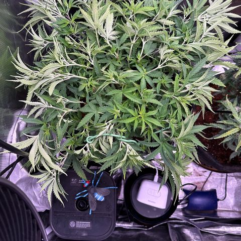 GG#4 growlog photo: More super cropping 