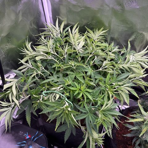 GG#4 growlog photo: More super cropping 