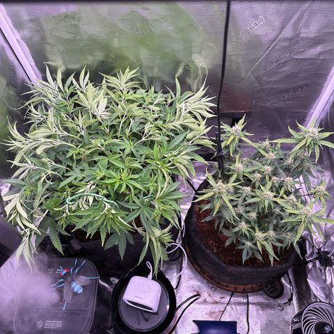 Growlog-Zeitleistenfoto von Blue