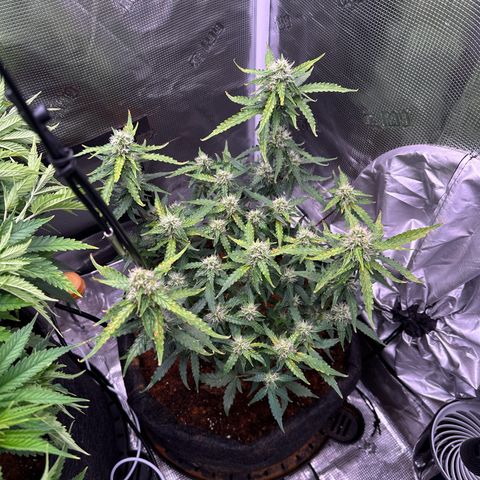 Growlog-Zeitleistenfoto von Blue