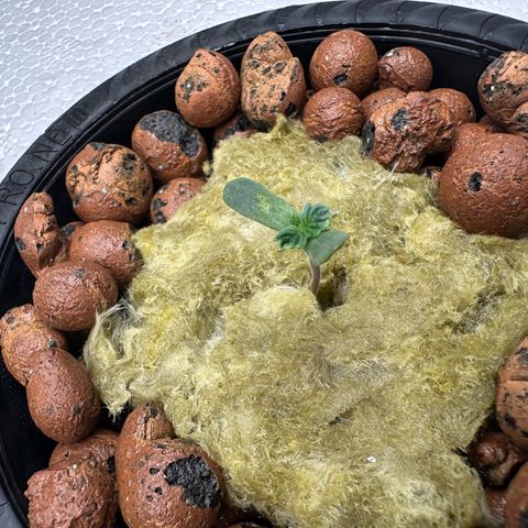 Blue hydro #2 growlog photo: Let’s go