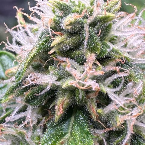 Growlog-Zeitleistenfoto von Blue