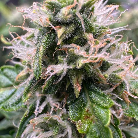 Growlog-Zeitleistenfoto von Blue