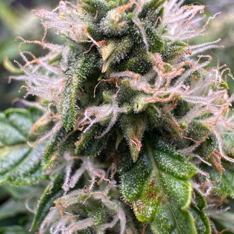 Growlog-Zeitleistenfoto von Blue