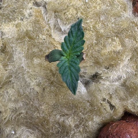 Blue hydro #1 growlog timeline photo
