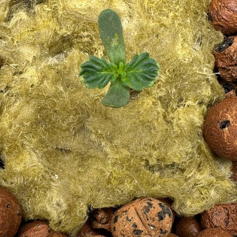 Blue hydro #2 growlog timeline photo