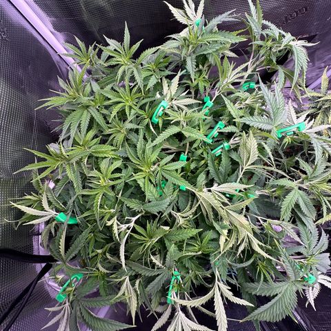 GG#4 growlog photo:  Put LST clips on to try to fill-in bald spot