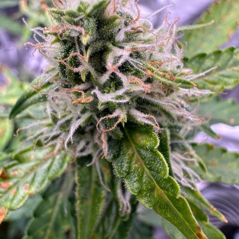 Growlog-Zeitleistenfoto von Blue