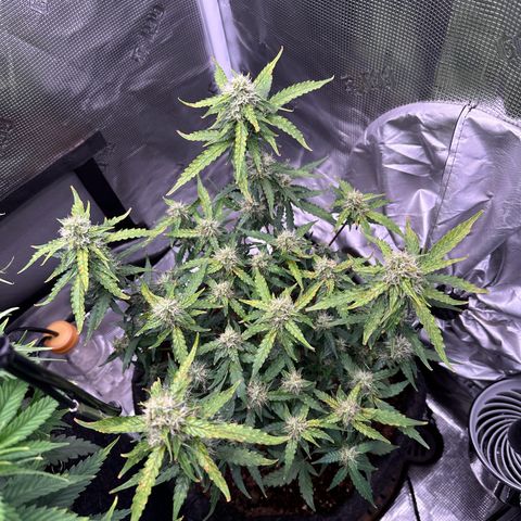 Growlog-Zeitleistenfoto von Blue