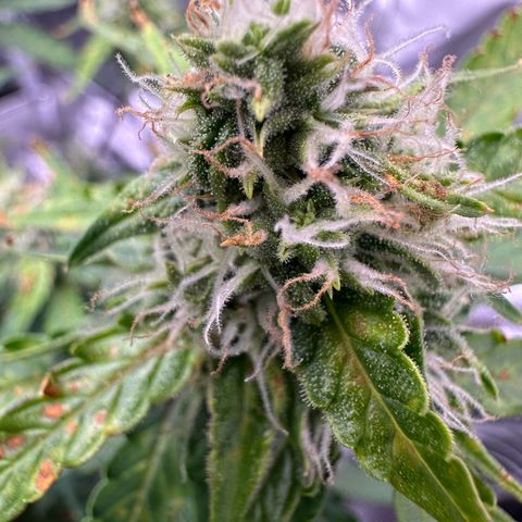 Growlog-Zeitleistenfoto von Blue