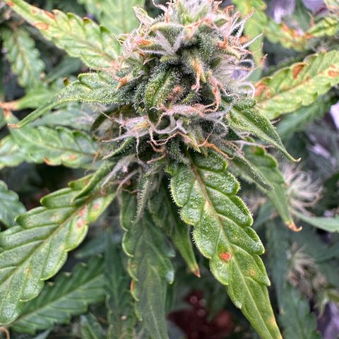 Growlog-Zeitleistenfoto von Blue
